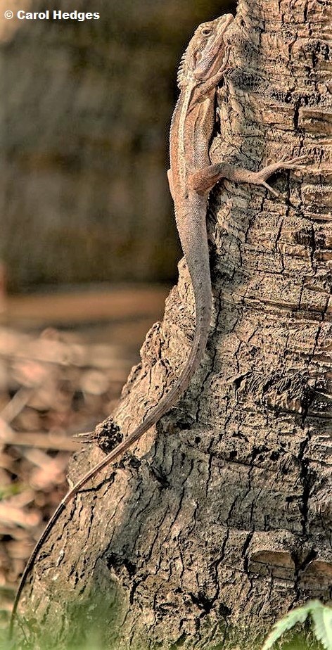 Swamplands lashtail Gowidon temporalis photographed at Parliament House, Port Moresby, Papua New Guinea